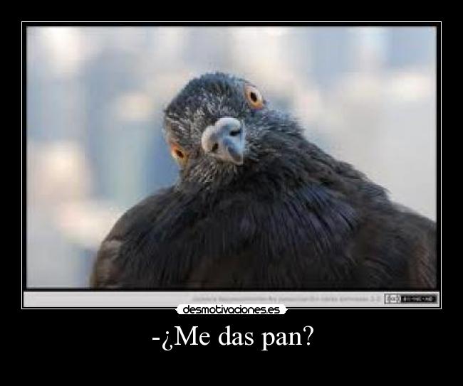 -¿Me das pan? -