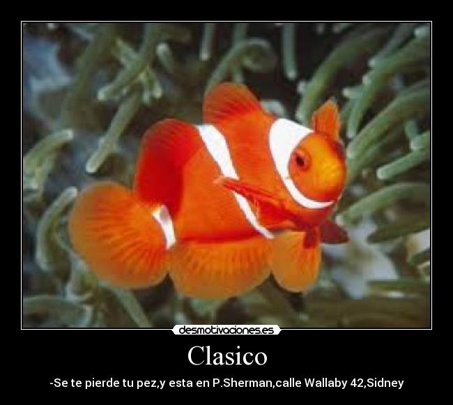Clasico - 