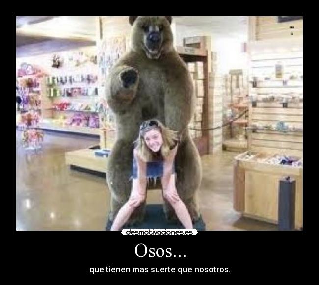 Osos... - 