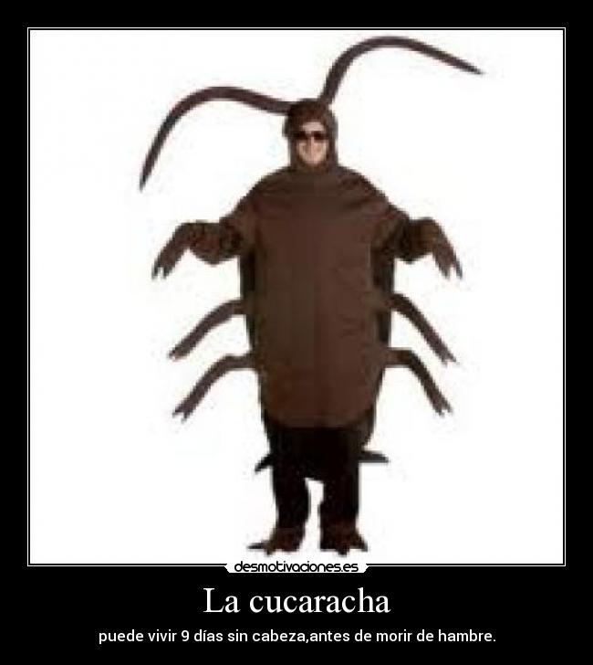 carteles jodidas cucarachas desmotivaciones