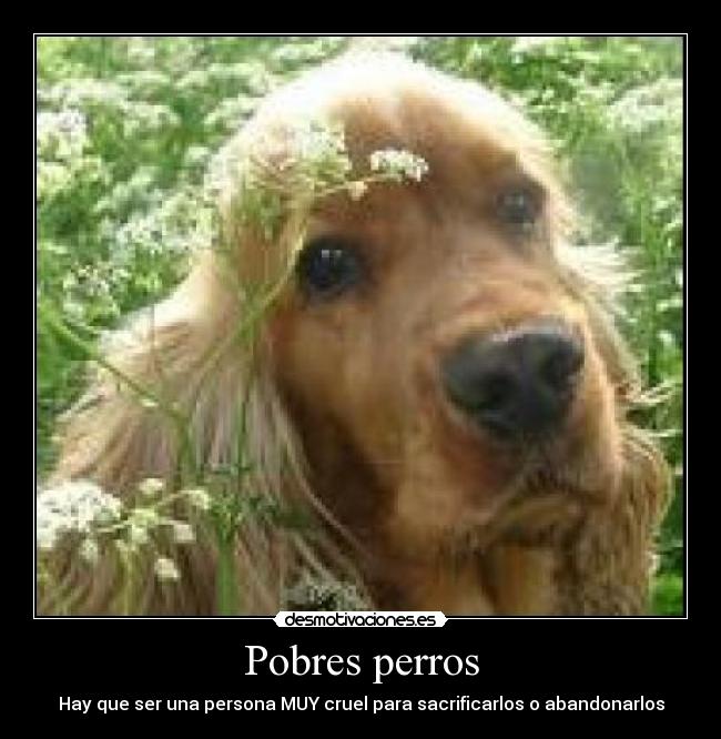 Pobres perros -
