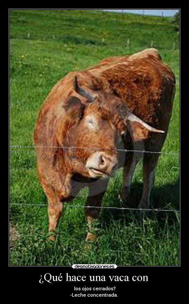 ¿Qué hace una vaca con  - 