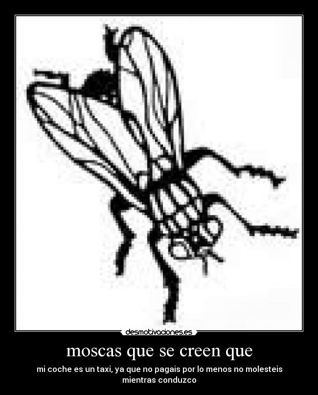moscas que se creen que - mi coche es un taxi, ya que no pagais por lo menos no molesteis mientras conduzco