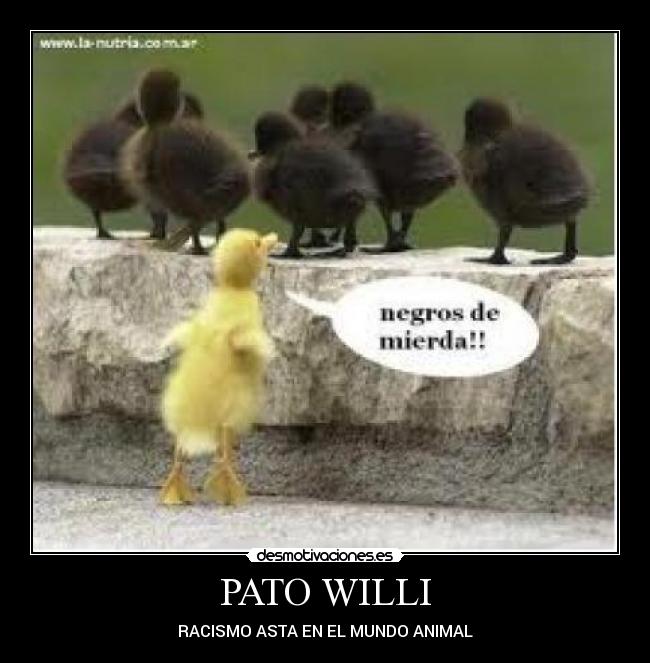 PATO WILLI -