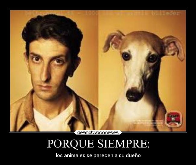PORQUE SIEMPRE: - los animales se parecen a su dueño