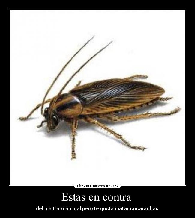 carteles cucarachas desmotivaciones