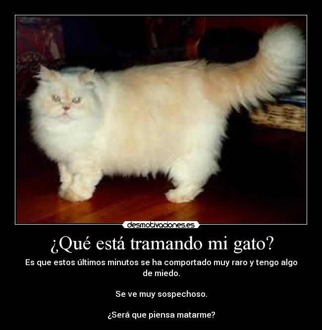 ¿Qué está tramando mi gato? - Es que estos últimos minutos se ha comportado muy raro y tengo algo de miedo.

Se ve muy sospechoso.

¿Será que piensa matarme?