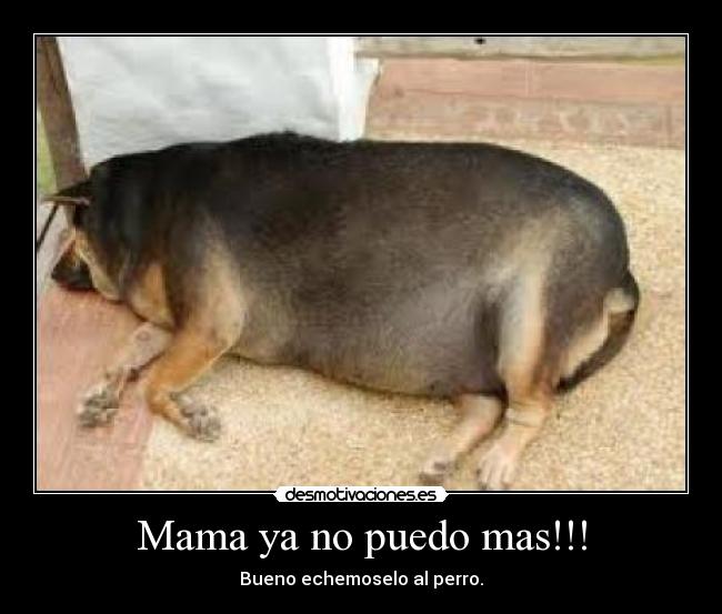 carteles perros desmotivaciones