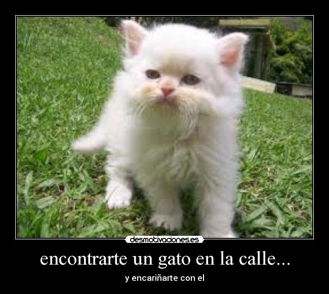 encontrarte un gato en la calle... - y encariñarte con el