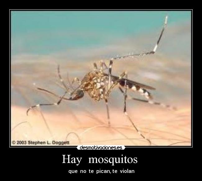 Hay  mosquitos  - 