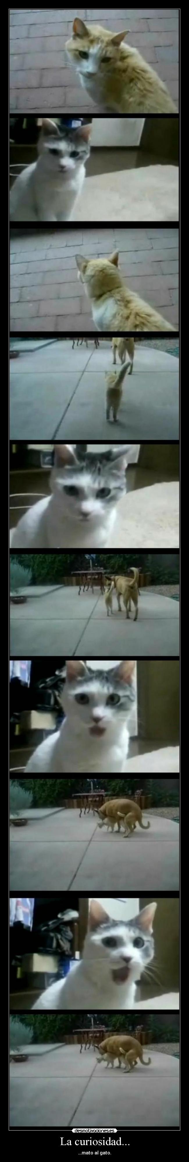 La curiosidad... - ...mato al gato.