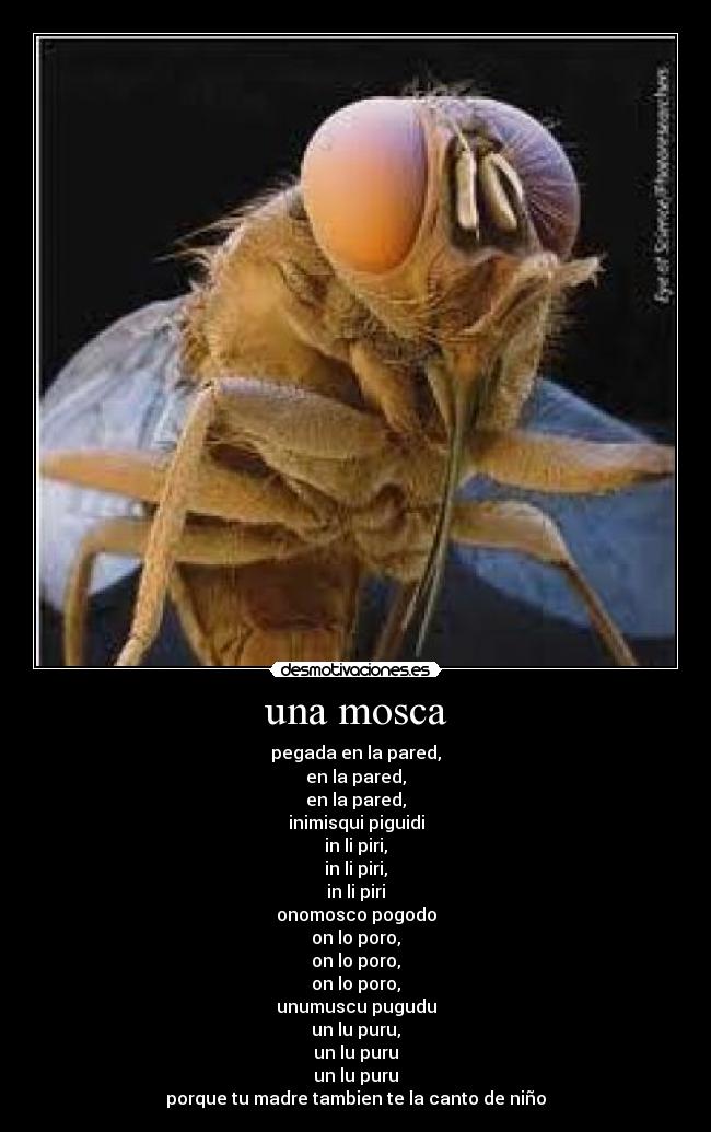 una mosca - pegada en la pared,
en la pared,
en la pared,
inimisqui piguidi
in li piri,
in li piri,
in li piri
onomosco pogodo
on lo poro,
on lo poro,
on lo poro,
unumuscu pugudu
un lu puru,
un lu puru
un lu puru
porque tu madre tambien te la canto de niño
