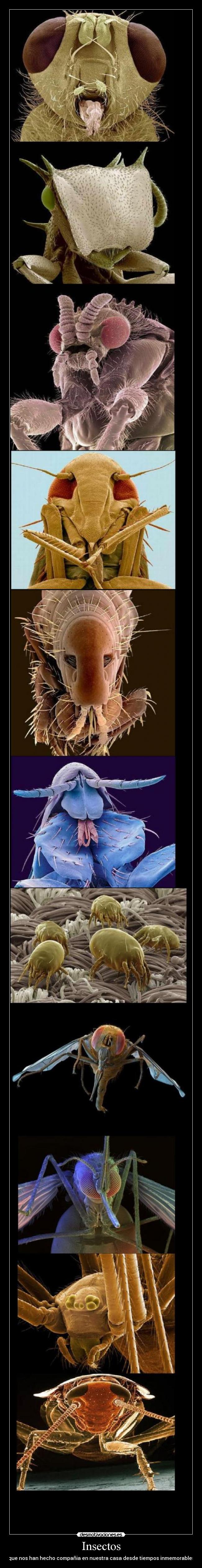 Insectos - que nos han hecho compañia en nuestra casa desde tiempos inmemorables