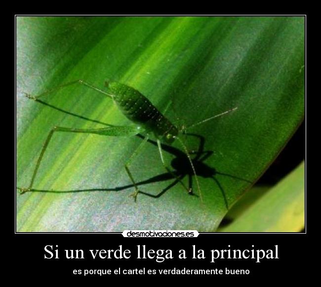 Si un verde llega a la principal -