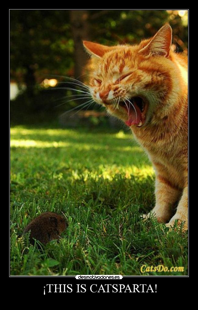 ¡THIS IS CATSPARTA! -