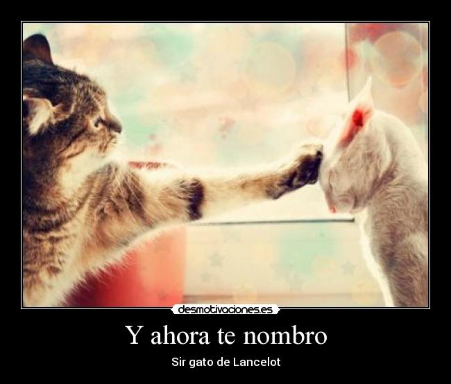 carteles lancelot gatosnombre animales desmotivaciones