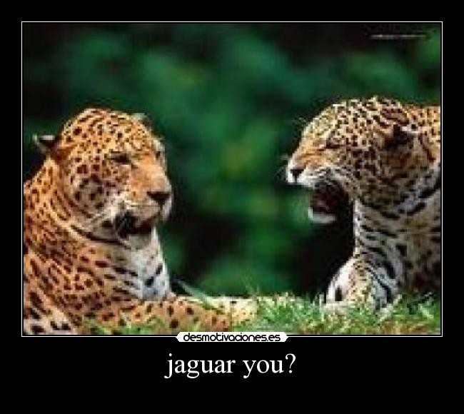 jaguar you? - 