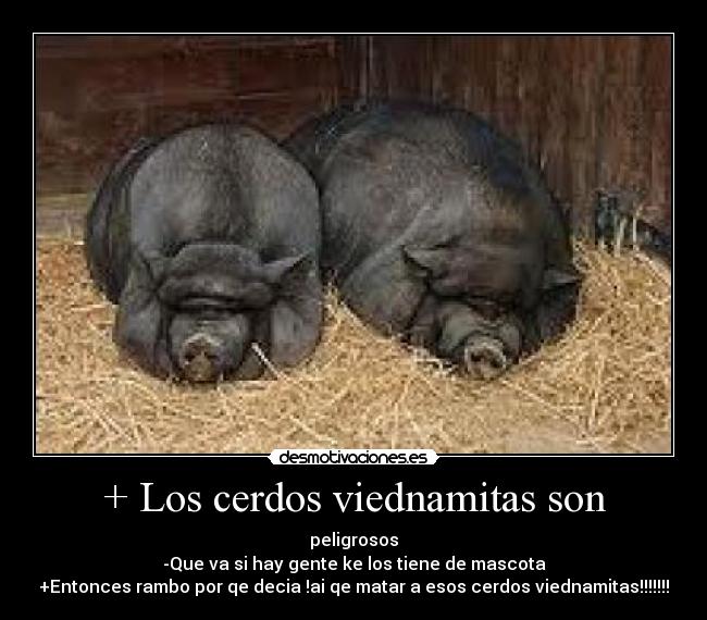 + Los cerdos viednamitas son - peligrosos
-Que va si hay gente ke los tiene de mascota
+Entonces rambo por qe decia !ai qe matar a esos cerdos viednamitas!!!!!!!