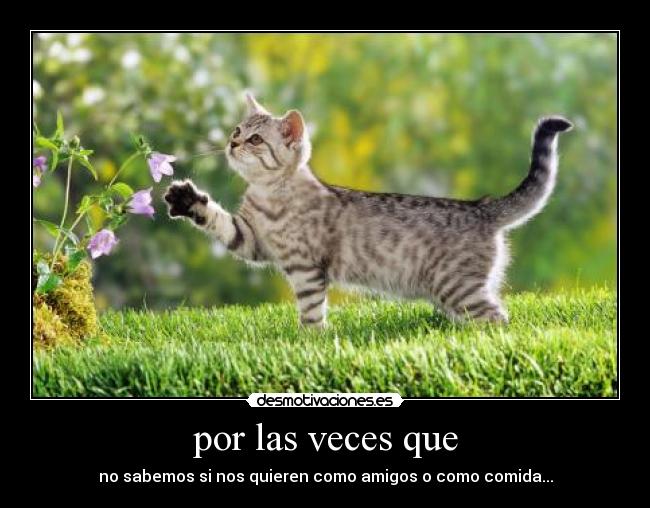 por las veces que - no sabemos si nos quieren como amigos o como comida...