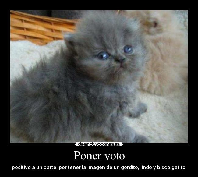 Poner voto - positivo a un cartel por tener la imagen de un gordito, lindo y bisco gatito