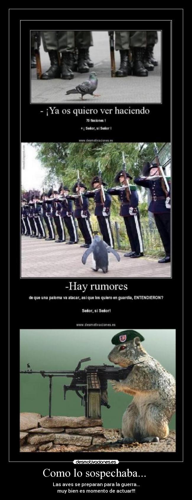 Como lo sospechaba... - Las aves se preparan para la guerra...
muy bien es momento de actuar!!!