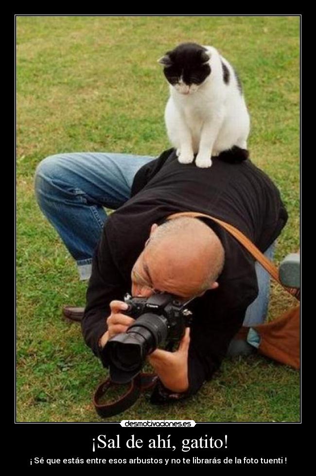 ¡Sal de ahí, gatito! - 