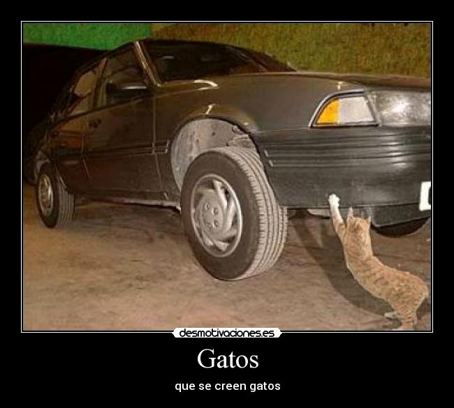 Gatos - que se creen gatos