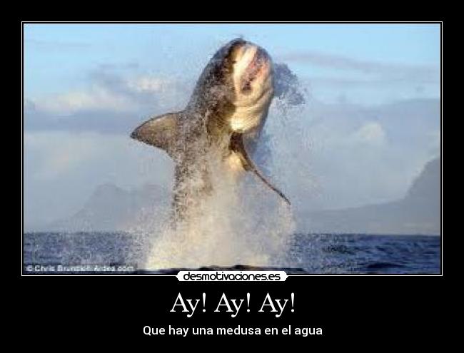 Ay! Ay! Ay! - Que hay una medusa en el agua