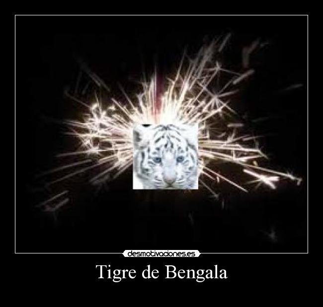 Tigre de Bengala - 
