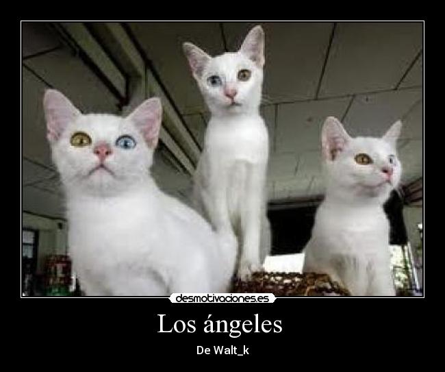 Los ángeles -
