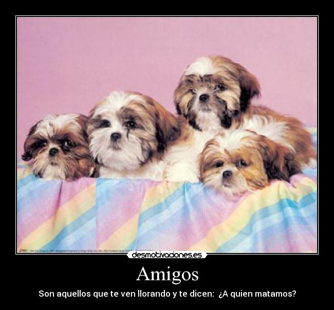 Amigos - 