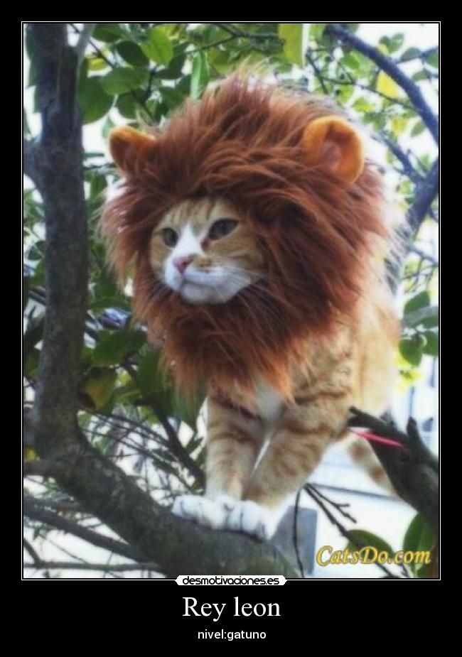 Rey leon - nivel:gatuno
