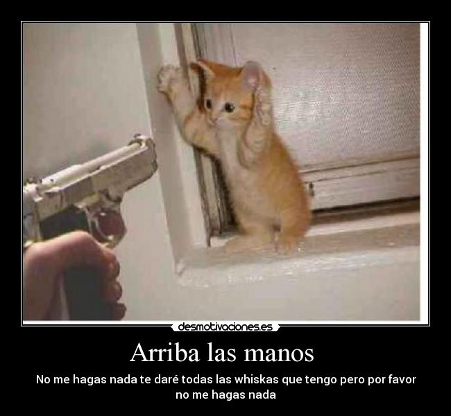 Arriba las manos - No me hagas nada te daré todas las whiskas que tengo pero por favor
no me hagas nada