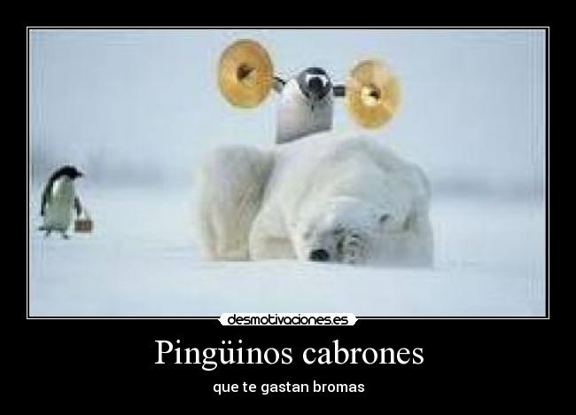 Pingüinos cabrones - 