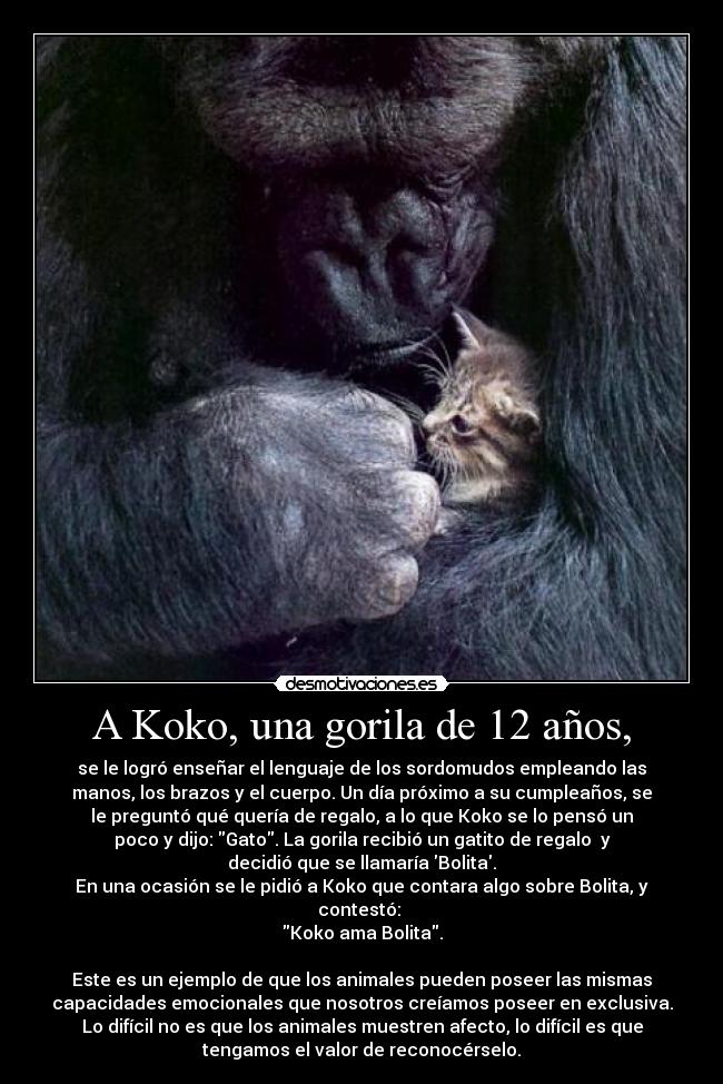 A Koko, una gorila de 12 años, - 