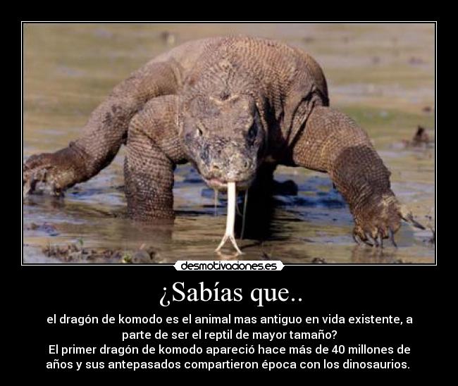 ¿Sabías que.. - el dragón de komodo es el animal mas antiguo en vida existente, a
parte de ser el reptil de mayor tamaño?
El primer dragón de komodo apareció hace más de 40 millones de
años y sus antepasados compartieron época con los dinosaurios.