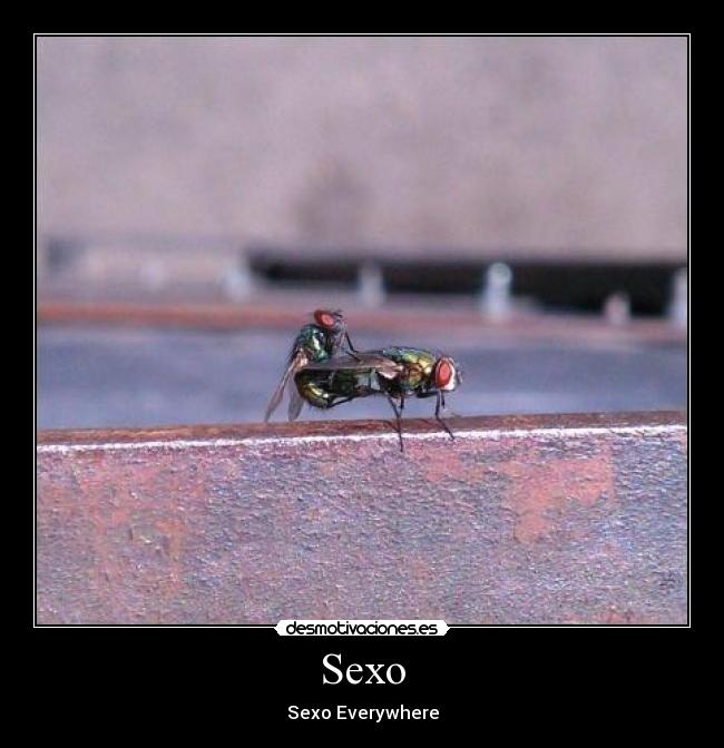 Sexo - Sexo Everywhere