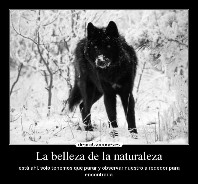 La belleza de la naturaleza - está ahí, solo tenemos que parar y observar nuestro alrededor para encontrarla.