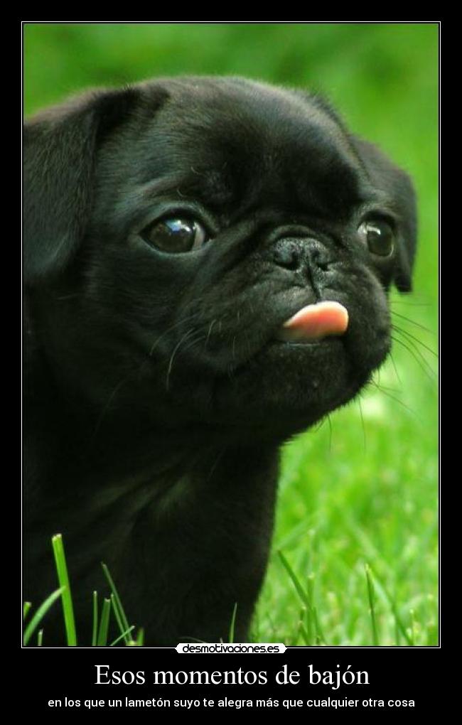 Esos momentos de bajón - en los que un lametón suyo te alegra más que cualquier otra cosa