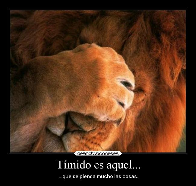 Tímido es aquel... -