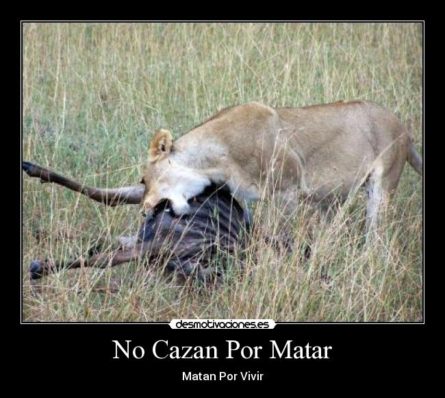 No Cazan Por Matar - 