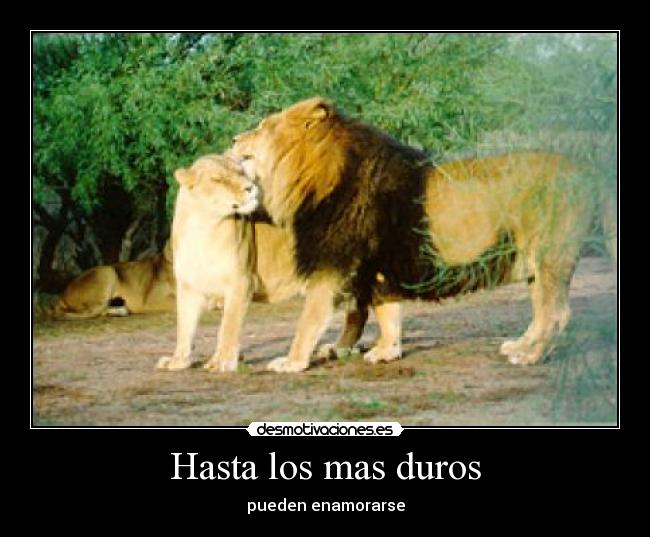 Hasta los mas duros - 