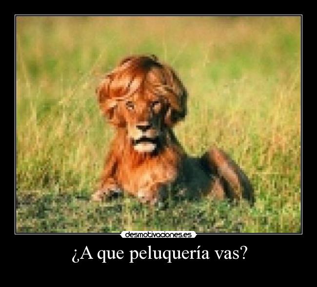 ¿A que peluquería vas? - 