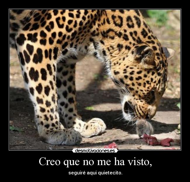 Creo que no me ha visto, - seguiré aqui quietecito.