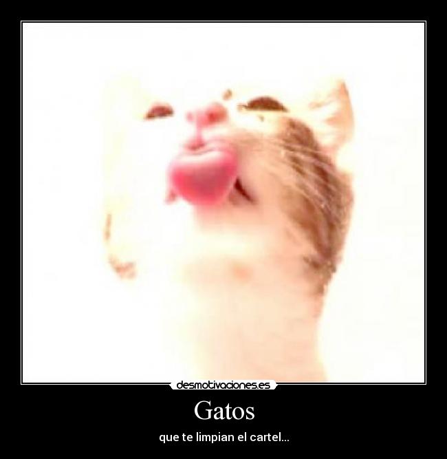 Gatos - 