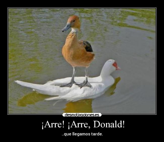 ¡Arre! ¡Arre, Donald! - 