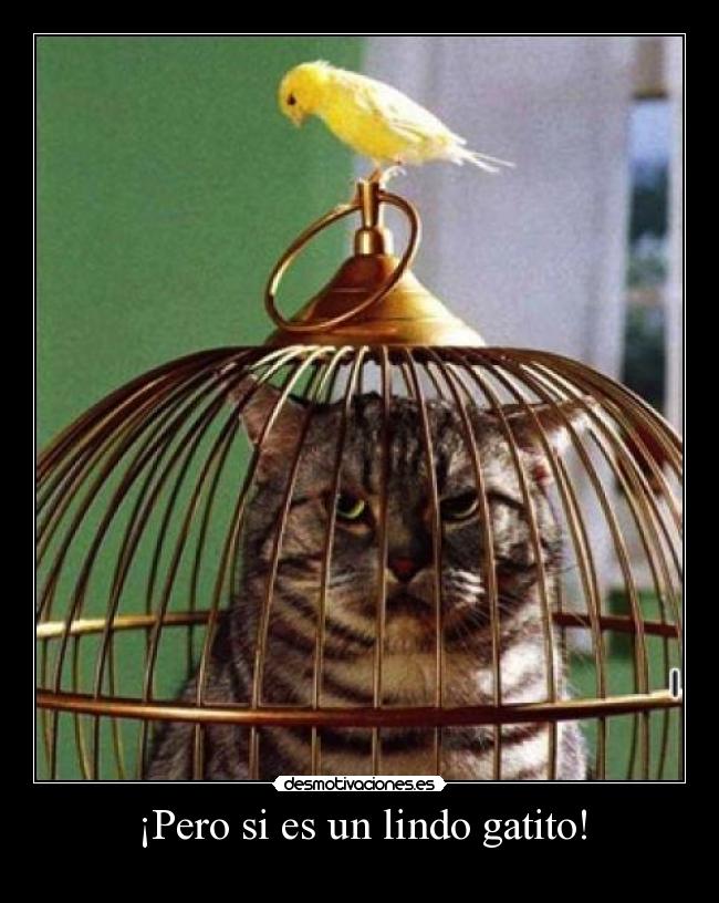 ¡Pero si es un lindo gatito! -