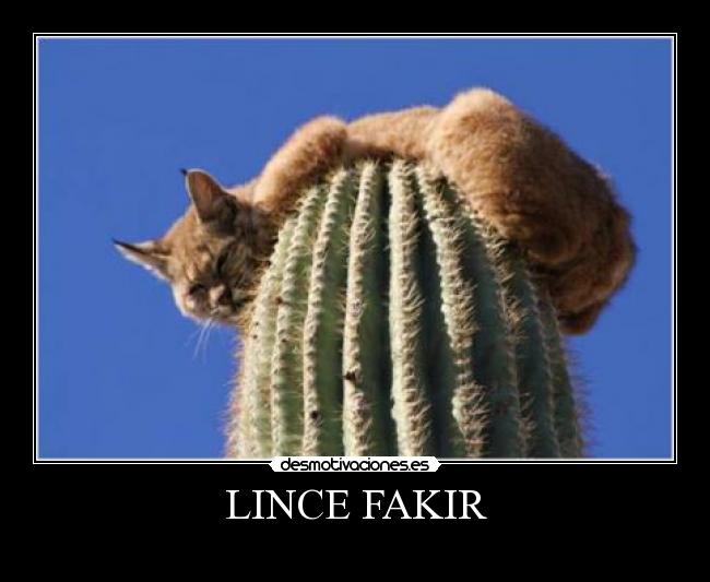 LINCE FAKIR - 