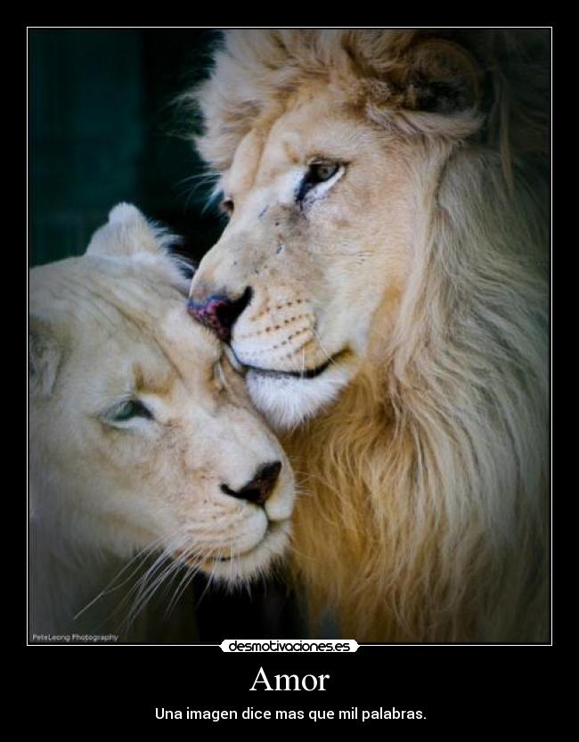 carteles amor leones desmotivaciones