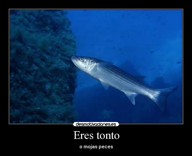 Eres tonto - 